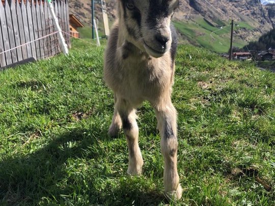 Pfelders erleben – Urlaub auf dem Bauernhof Pfelders erleben – Urlaub auf dem Bauernhof