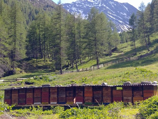 Pfelders erleben – Urlaub auf dem Bauernhof Pfelders erleben – Urlaub auf dem Bauernhof