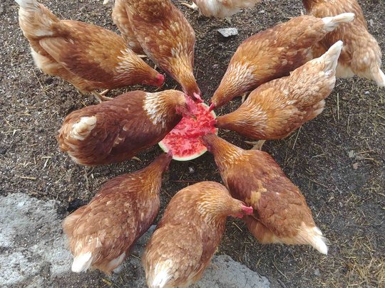 Pfelders erleben – Urlaub auf dem Bauernhof Pfelders erleben – Urlaub auf dem Bauernhof